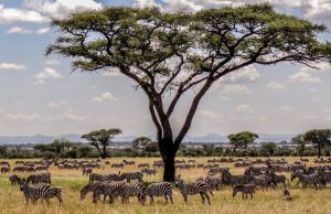 Serengeti Camping Safari
