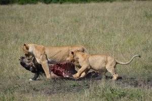 Masai Mara Camping Safari