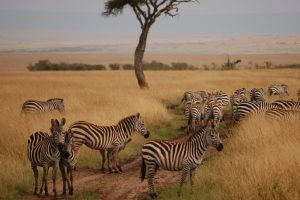 Masai Mara Safari