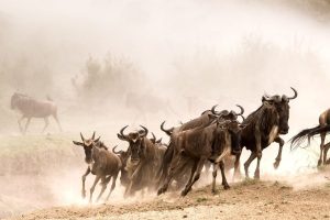 Masai Mara Migration Safari