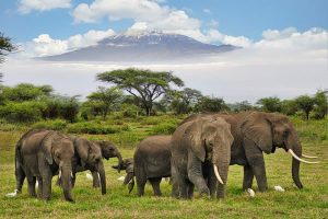 Amboseli Safari
