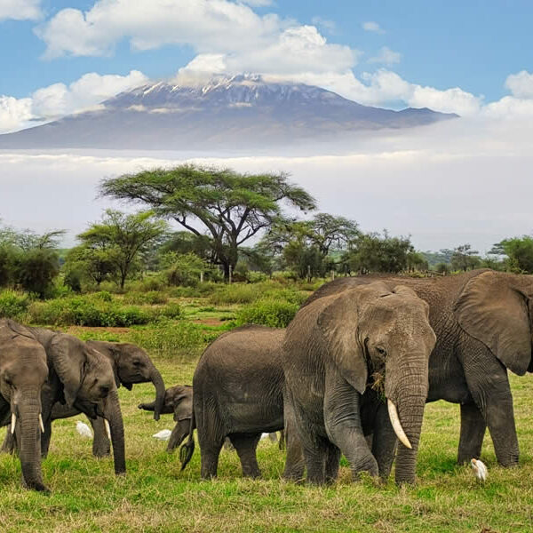 Amboseli Safari