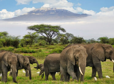 Chasing Giants :  Why Amboseli National Park Should Be on Your Safari Bucket List
