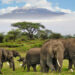 Chasing Giants :  Why Amboseli National Park Should Be on Your Safari Bucket List