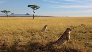 Masai Mara Budget Camping Safari