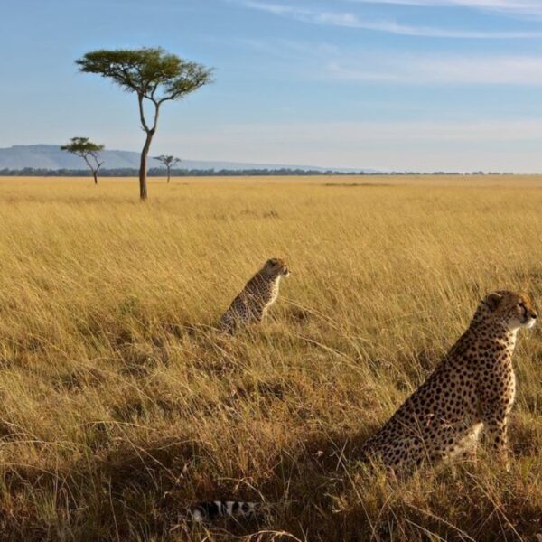 Masai Mara Budget Camping Safari