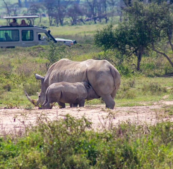 Nakuru Rhino Safari