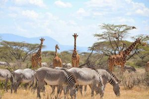 Samburu Luxury Safari