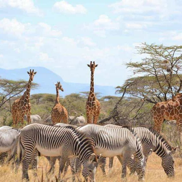 Samburu Luxury Safari