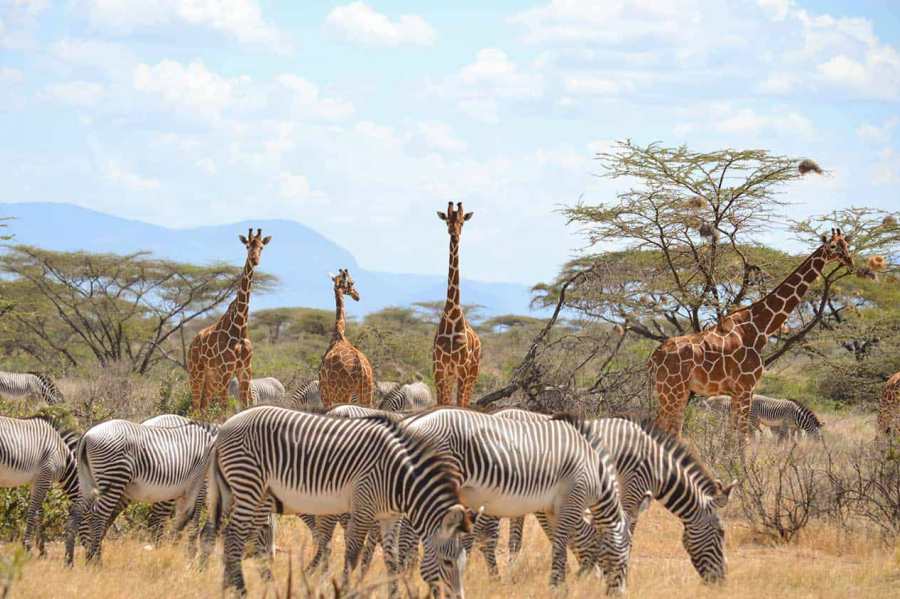 Samburu Luxury Safari