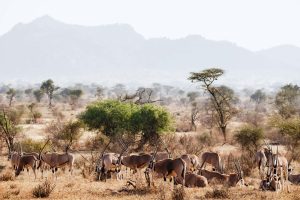 Samburu Luxury Safari