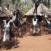 What Are the Top Cultural Experiences to Try in Kenya?
