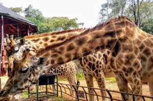 Giraffe Center Tour