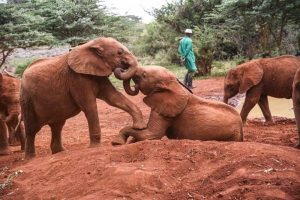 David Sheldrick Elephant Tour