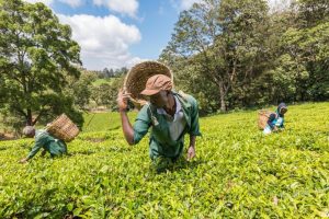 Kiambethu Tea Farm Tour