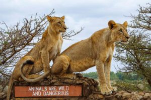 Nairobi National Park Tour