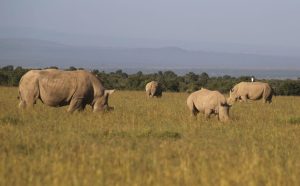 Ol Pejeta Conservancy Kenya Safari