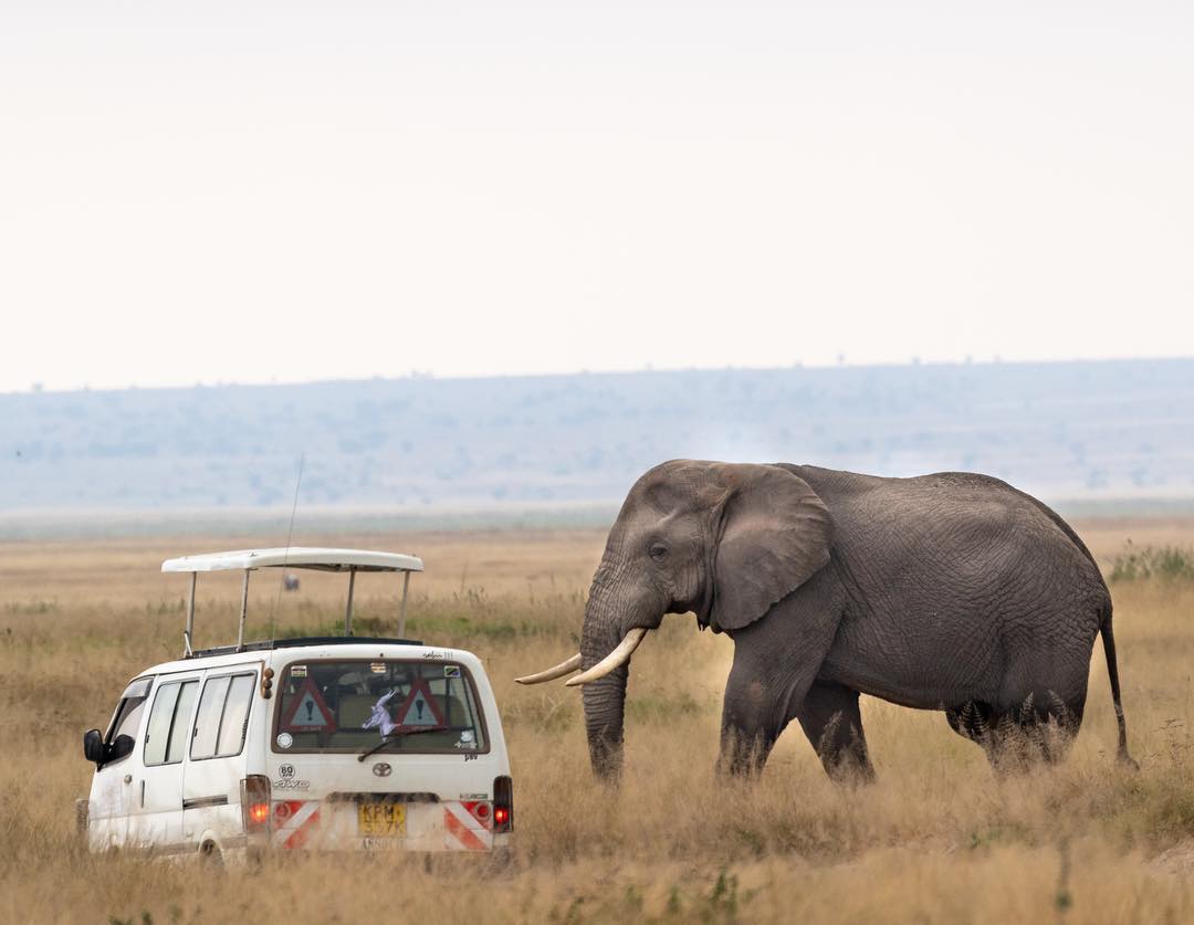 Amboseli wildlife safaris