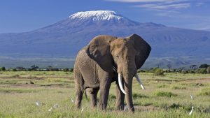 Elephant Kilimanjaro Amboseli Safari