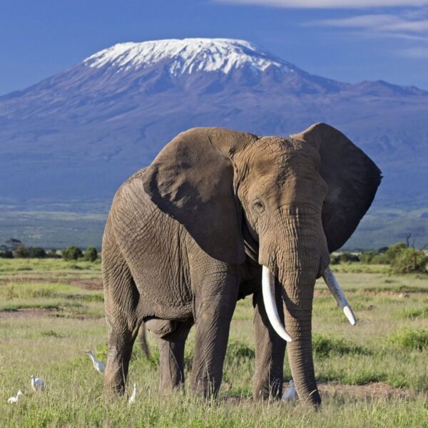 Elephant Kilimanjaro Amboseli Safari