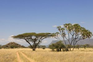 Samburu Luxury Safari