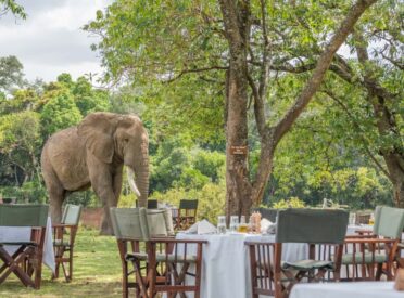 Luxury Flying Safari