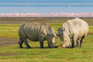 Nakuru Rhino Safari
