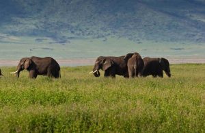 Ngorongoro Safari