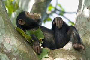 Chimpanzees Tracking Tour