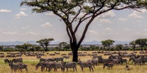 Serengeti Camping Safari