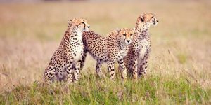 Serengeti Camping Safari