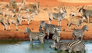 Tsavo East Budget Safari Adventure