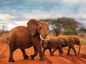 Tsavo East Elephants Safari