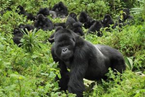 Rwanda Gorillas Adventure