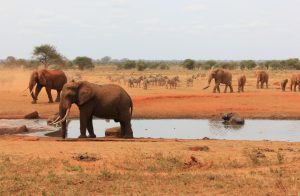 Kenya Luxury Safari