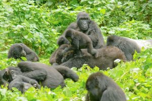 Gorilla Bwindi Tour