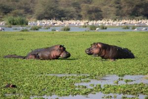 Lake Manyara Safari