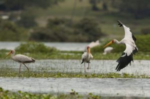 Lake Naivasha Safari