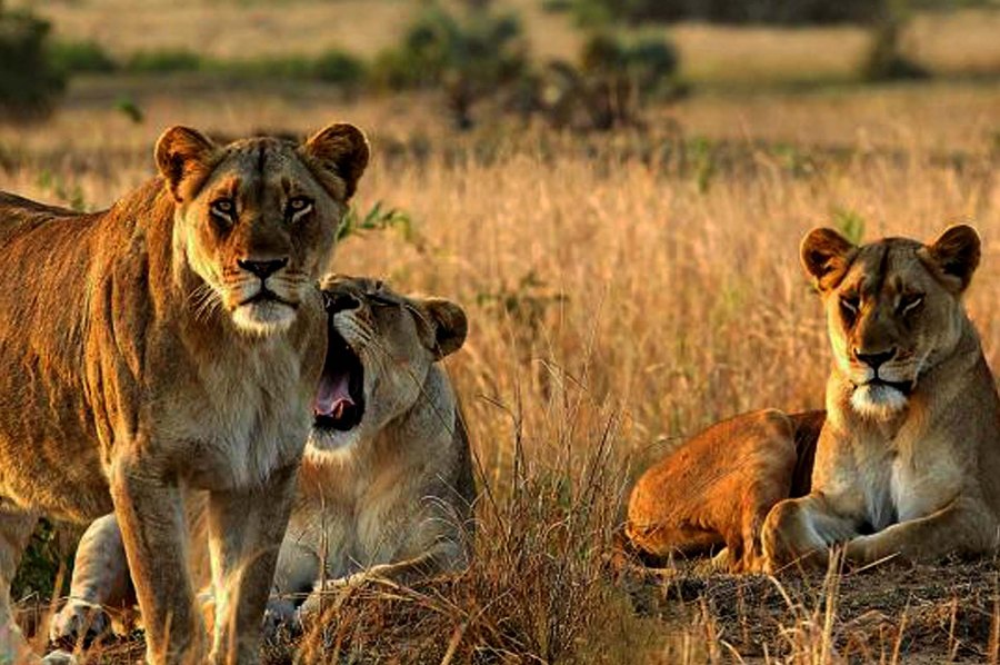 Lions
