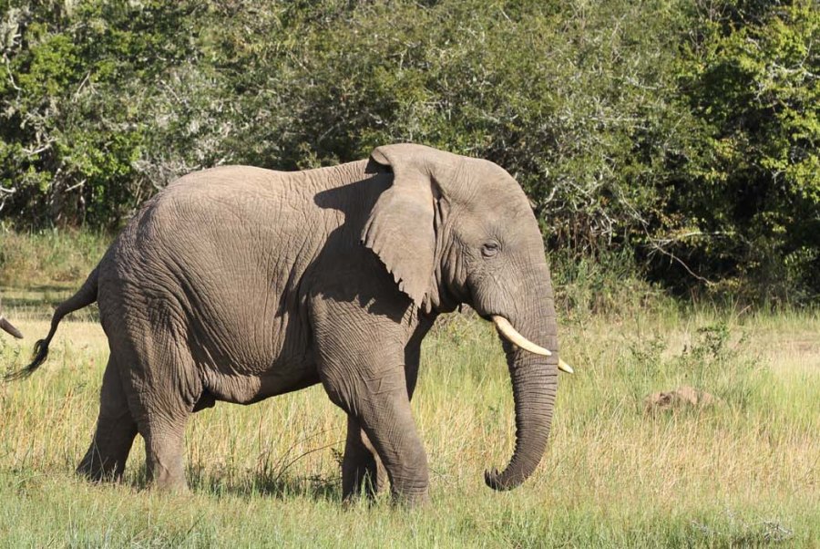 Wildlife Tour