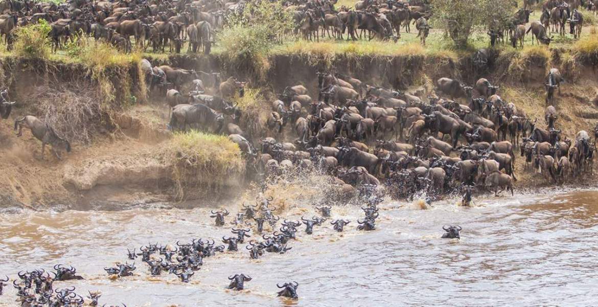 watching thrilling river crossings in  Kenya