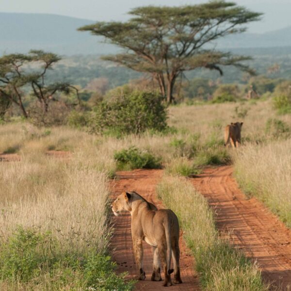Samburu Luxury Safari