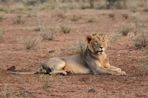 Tsavo Park Lion Safari