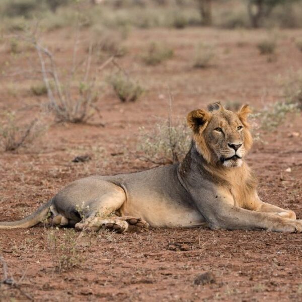 Tsavo Park Lion Safari
