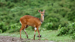 Aberdare National Park