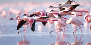 Lake Nakuru Excursion