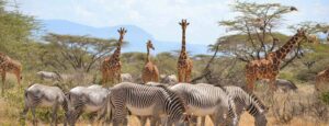 Samburu Camping Safari