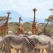 Meet the Icons: An Intro to Samburu’s Special Five”