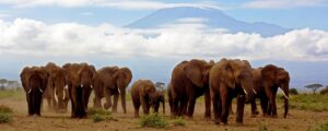 Amboseli Elephant Safari