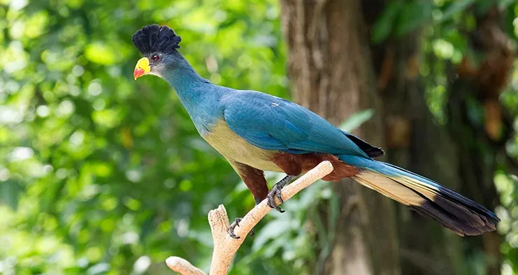Bird Watching Tour